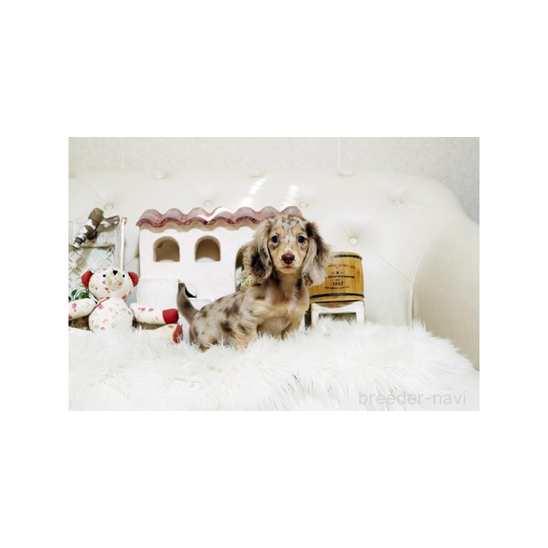 成約済の佐賀県のミニチュアダックスフンド(ロングヘアード)-417901の4枚目