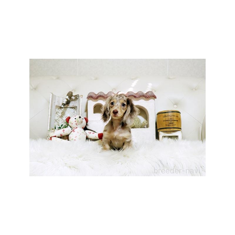 成約済の佐賀県のミニチュアダックスフンド(ロングヘアード)-417901の3枚目