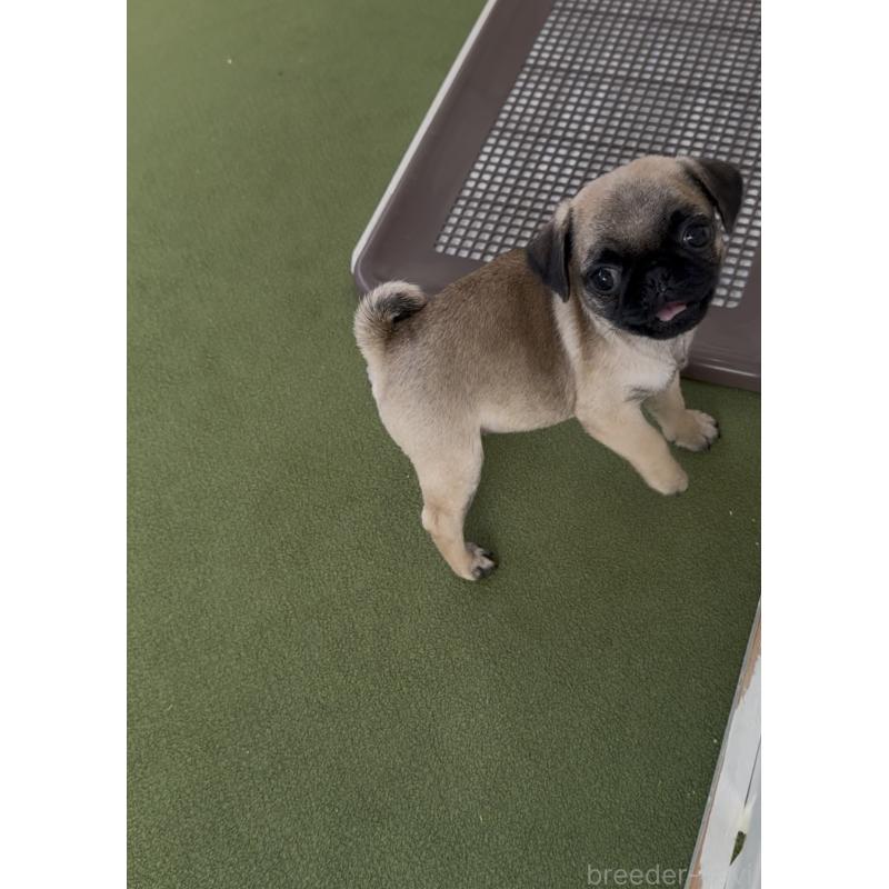 販売中の福岡県のパグ-418849の8枚目