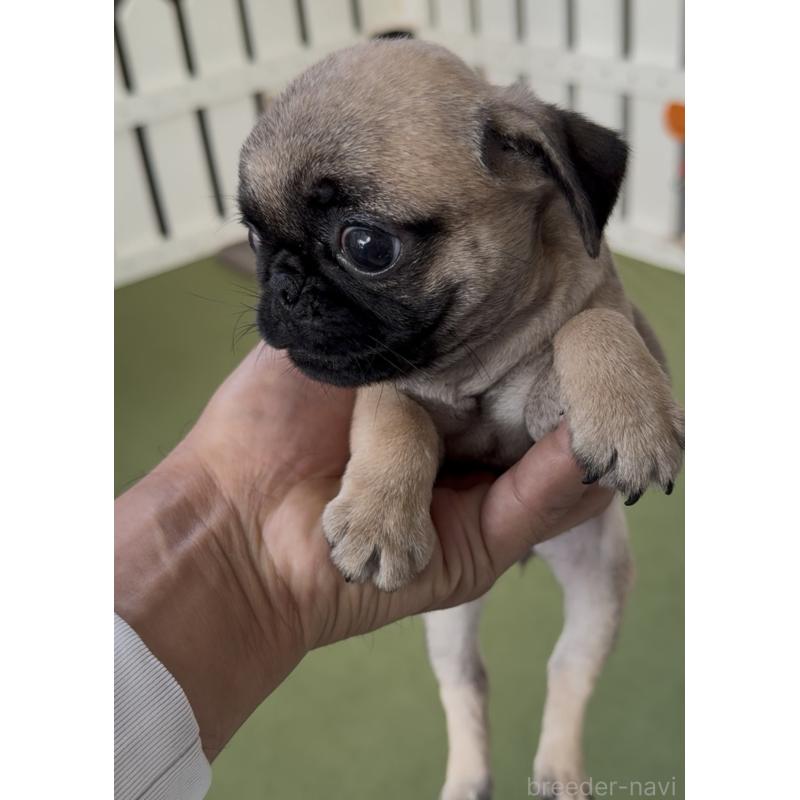 販売中の福岡県のパグ-418849の7枚目