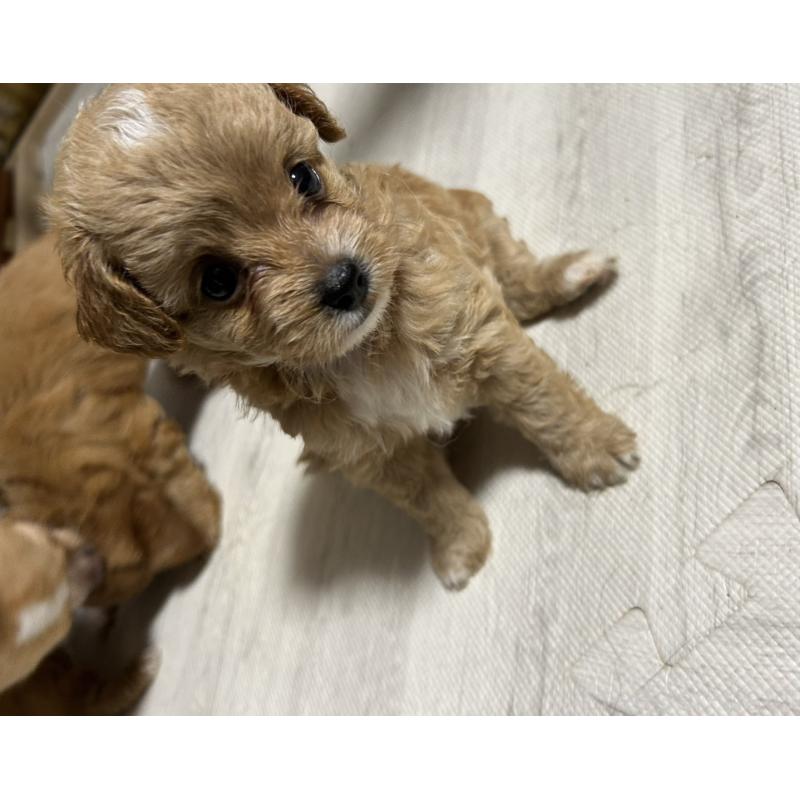 販売中の大阪府のチワプー:チワワ×トイプードル-421222の6枚目