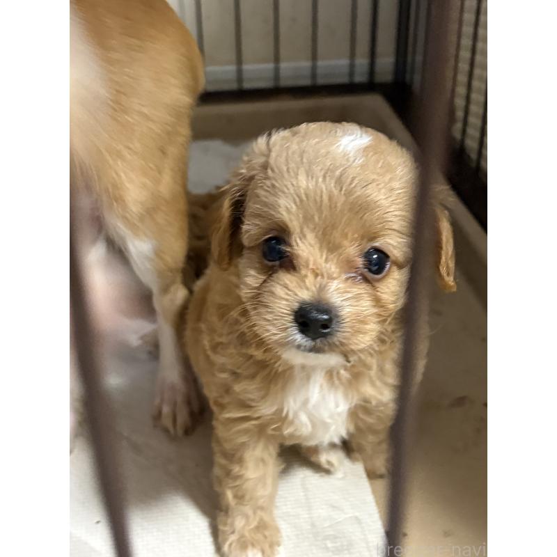 販売中の大阪府のチワプー:チワワ×トイプードル-421222