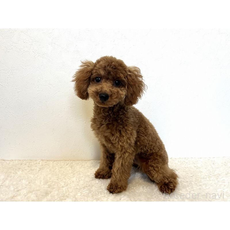 販売中の千葉県のタイニープードル-416492の2枚目