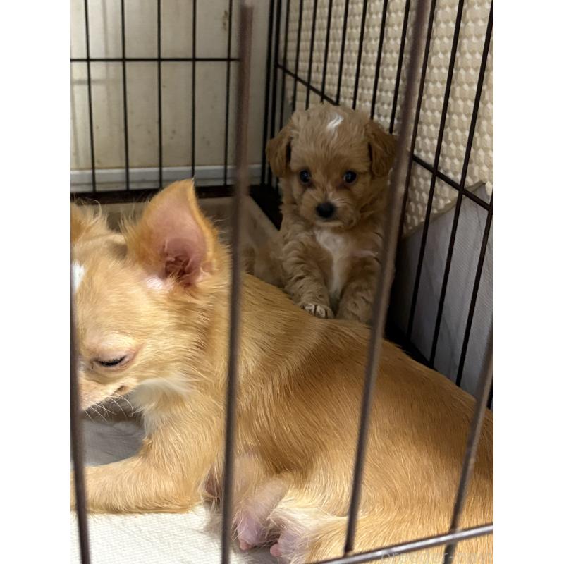 販売中の大阪府のチワプー:チワワ×トイプードル-421222の4枚目