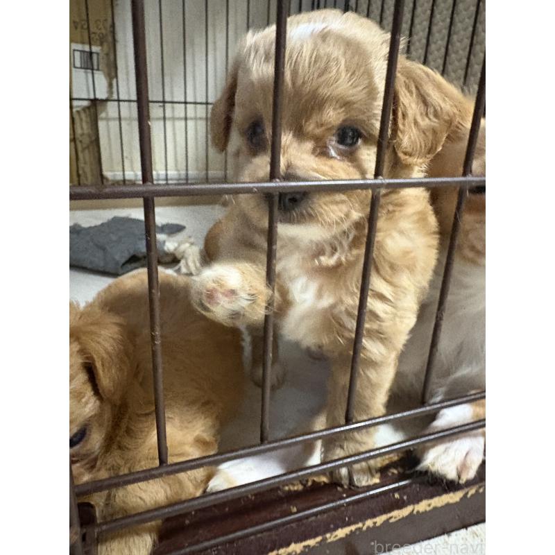 販売中の大阪府のチワプー:チワワ×トイプードル-421222の3枚目