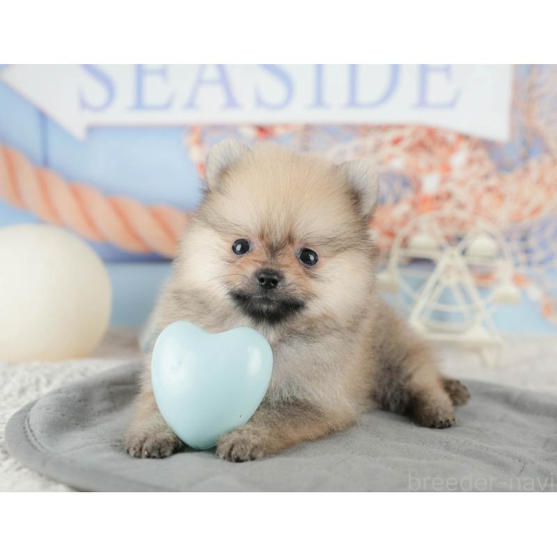 販売中の千葉県のポメラニアン-422930の11枚目