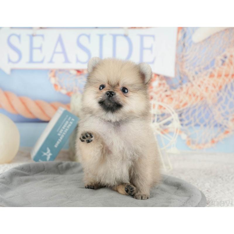 販売中の千葉県のポメラニアン-422930の10枚目