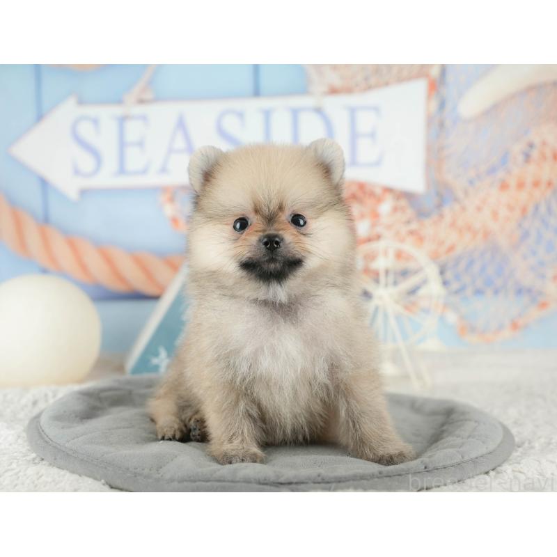 販売中の千葉県のポメラニアン-422930の9枚目