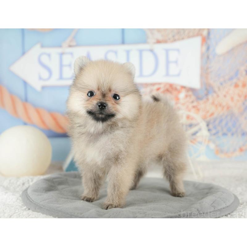 販売中の千葉県のポメラニアン-422930の8枚目