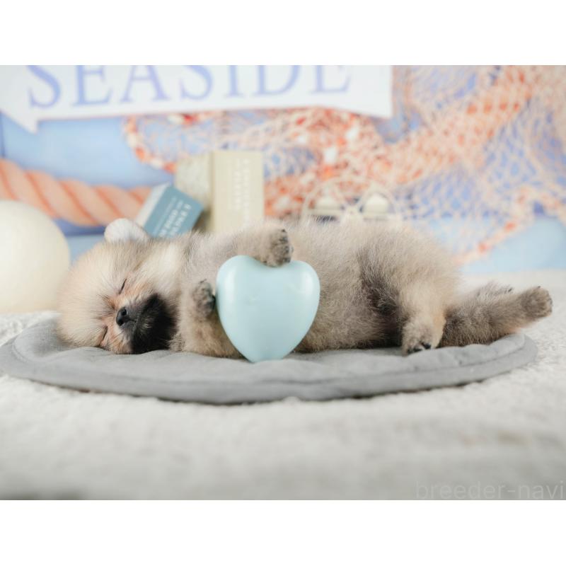 販売中の千葉県のポメラニアン-422930の7枚目