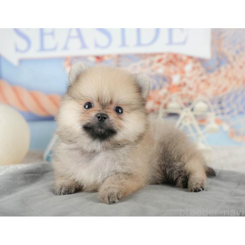 販売中の千葉県のポメラニアン-422930の6枚目