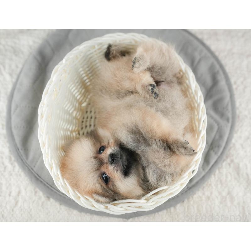 販売中の千葉県のポメラニアン-422930の5枚目