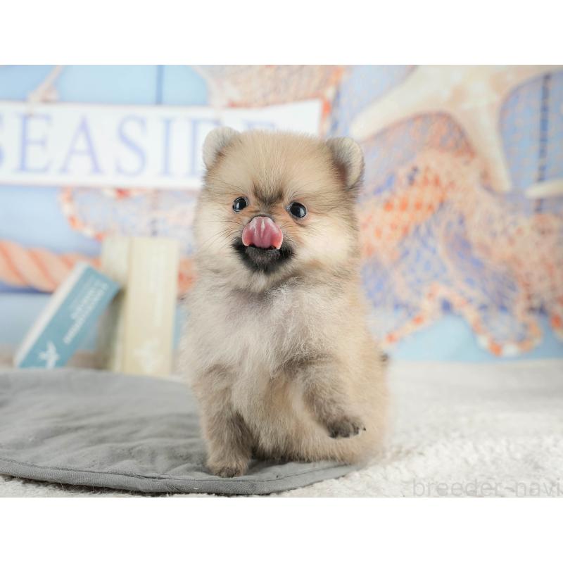 販売中の千葉県のポメラニアン-422930の4枚目