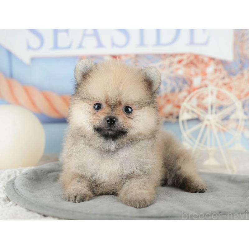 販売中の千葉県のポメラニアン-422930の3枚目