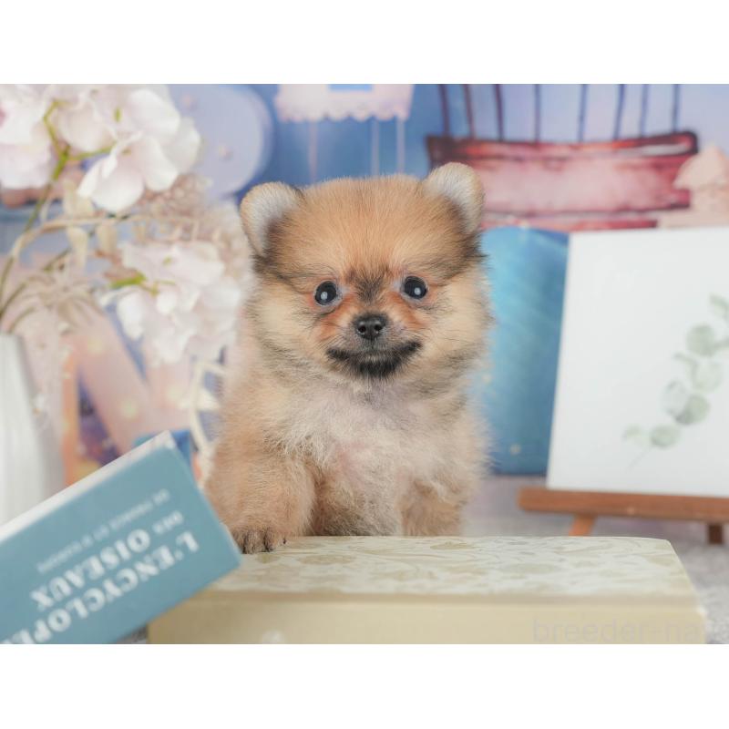 販売中の千葉県のポメラニアン-422927の1枚目