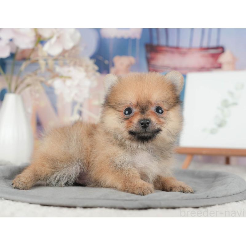 販売中の千葉県のポメラニアン-422927の11枚目