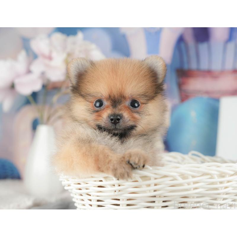 販売中の千葉県のポメラニアン-422927の10枚目