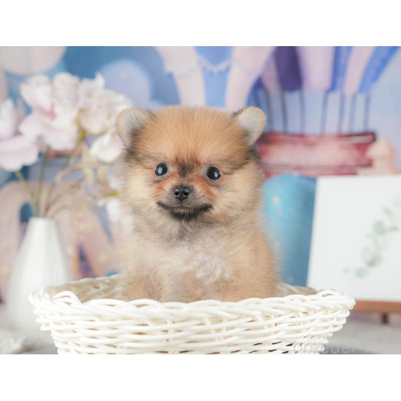 販売中の千葉県のポメラニアン-422927の9枚目