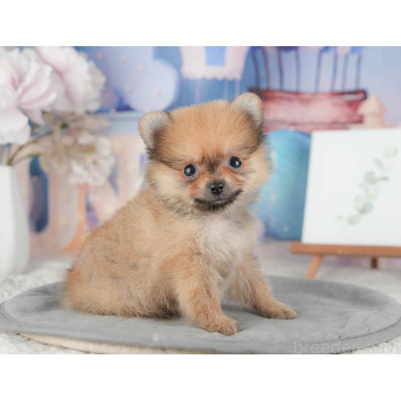 販売中の千葉県のポメラニアン-422927の8枚目