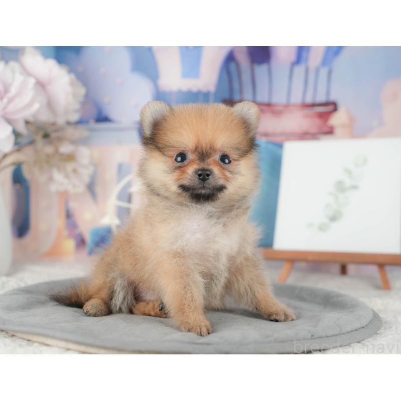 販売中の千葉県のポメラニアン-422927の7枚目