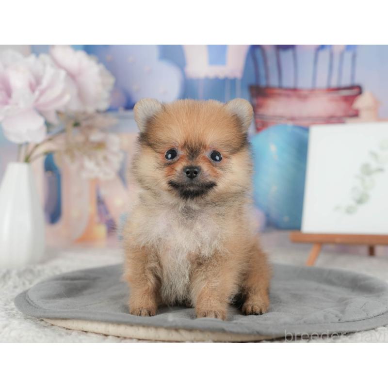 販売中の千葉県のポメラニアン-422927の6枚目