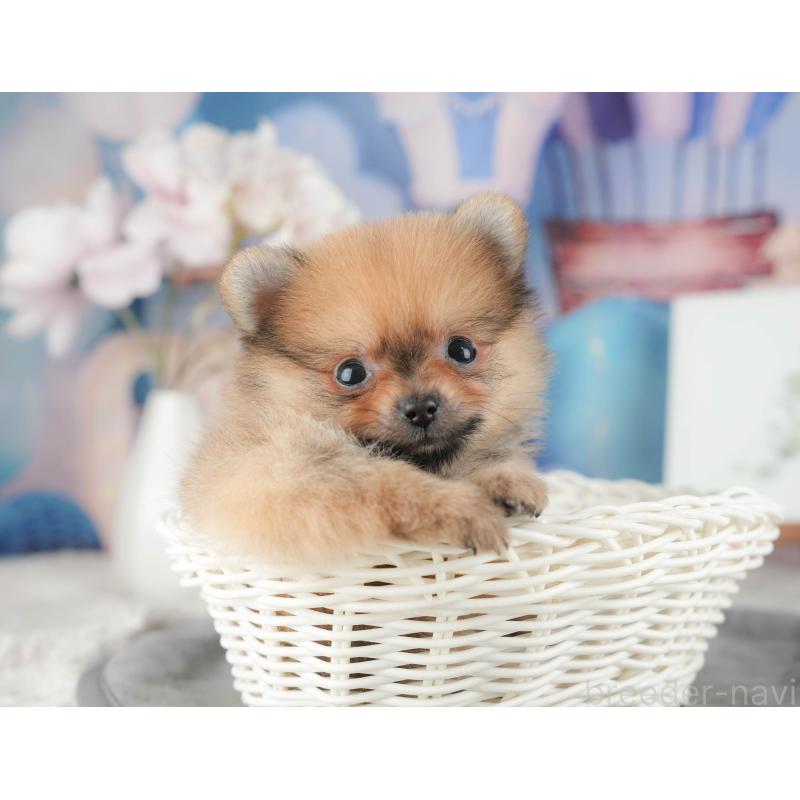 販売中の千葉県のポメラニアン-422927の5枚目