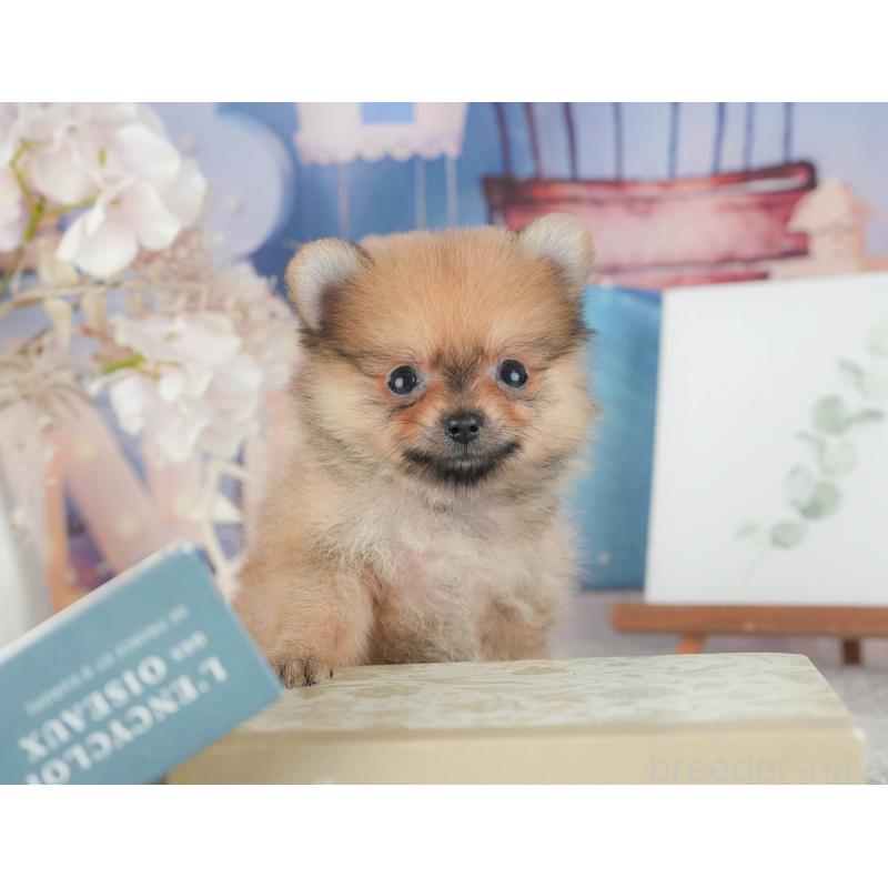 販売中の千葉県のポメラニアン-422927の4枚目