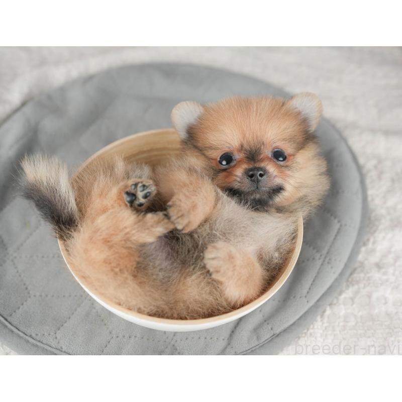 販売中の千葉県のポメラニアン-422927の3枚目