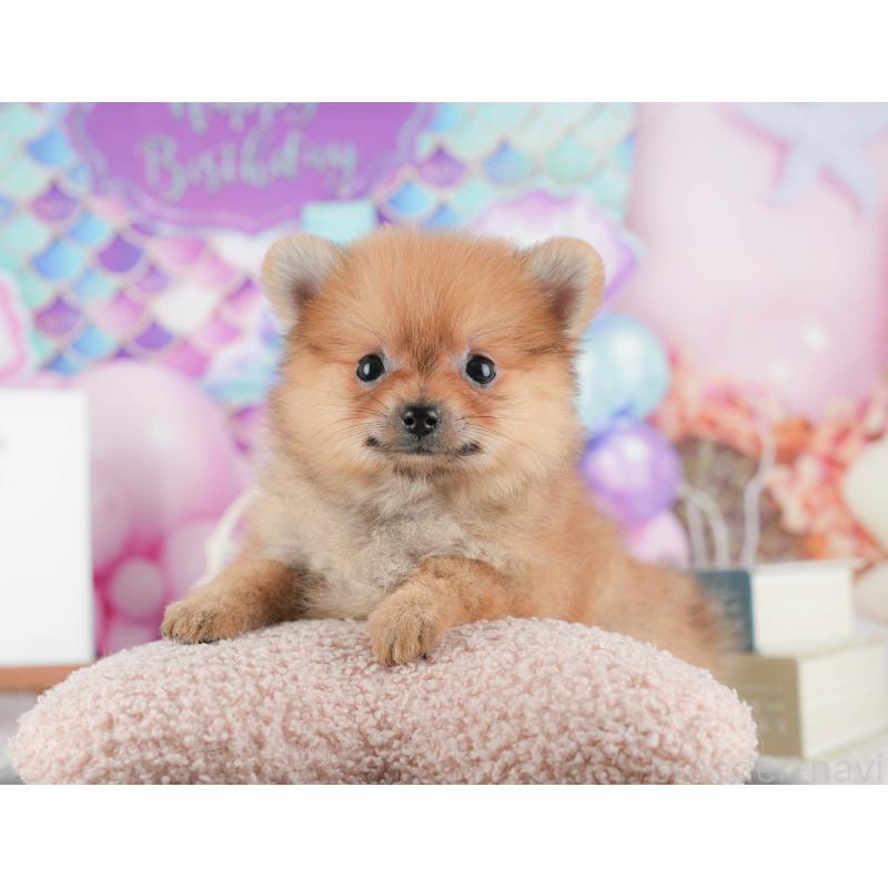 販売中の千葉県のポメラニアン-422926の1枚目