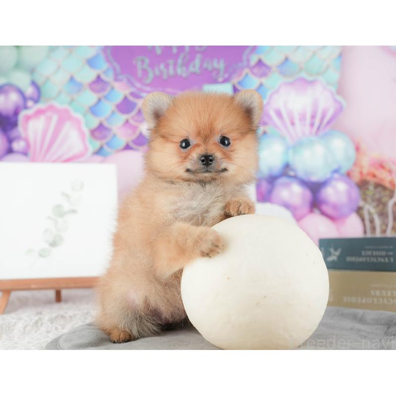 販売中の千葉県のポメラニアン-422926の10枚目