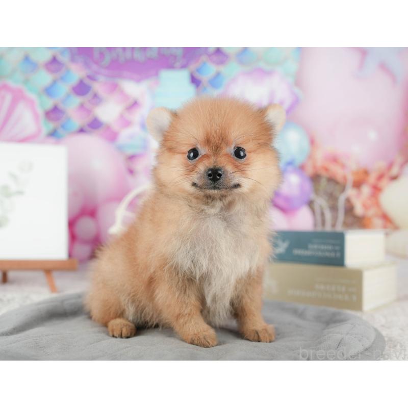 販売中の千葉県のポメラニアン-422926の7枚目