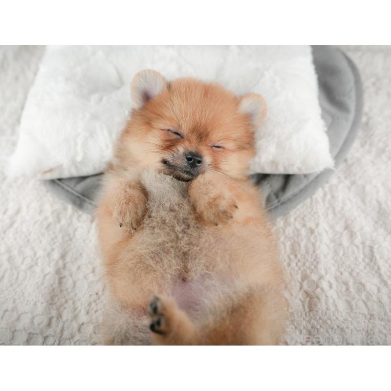 販売中の千葉県のポメラニアン-422926の6枚目