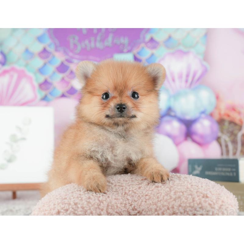 販売中の千葉県のポメラニアン-422926の5枚目