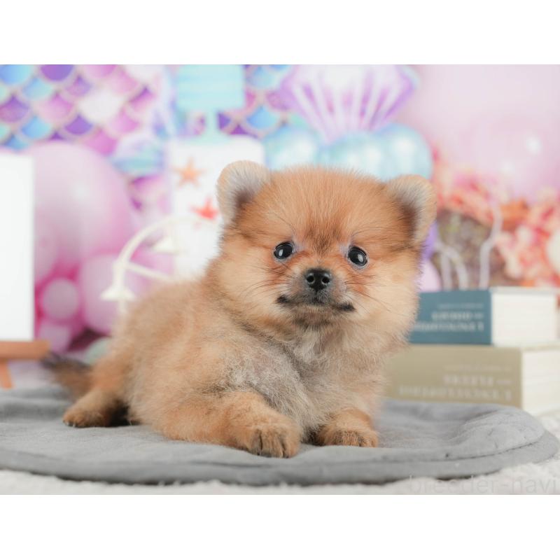 販売中の千葉県のポメラニアン-422926の4枚目