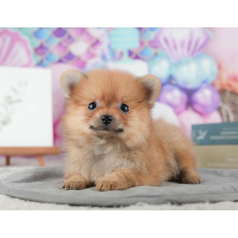 販売中の千葉県のポメラニアン-422926の3枚目