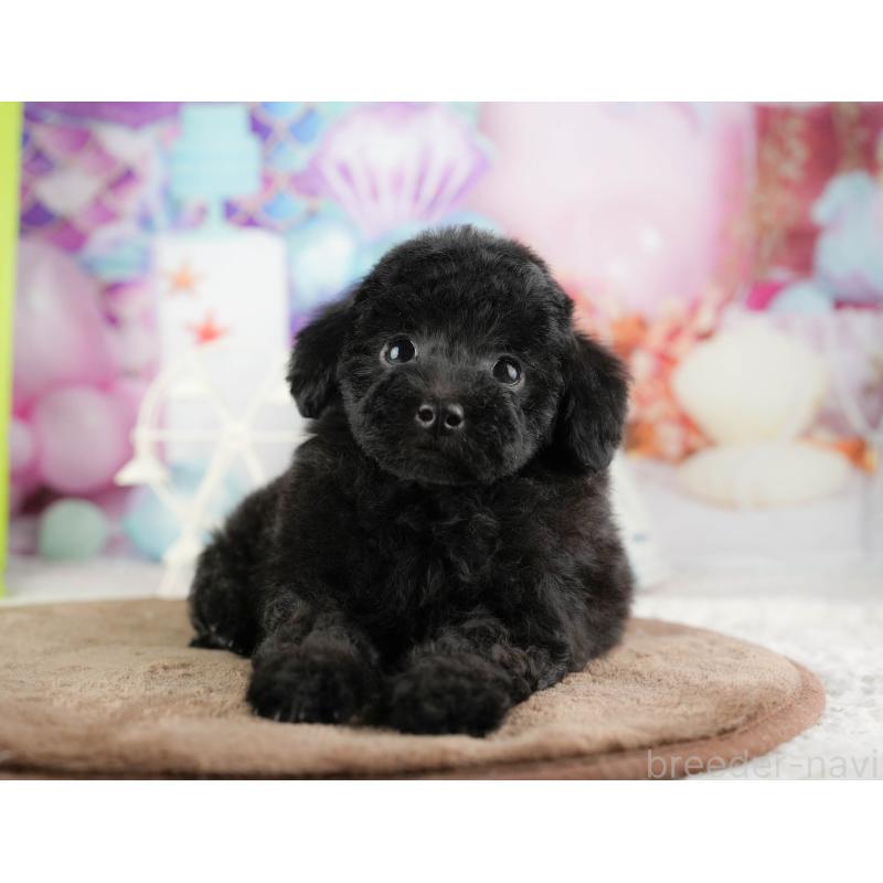 販売中の千葉県のトイプードル-422922