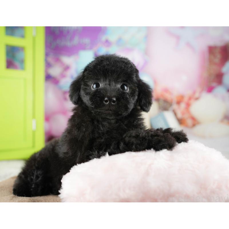 販売中の千葉県のトイプードル-422922の11枚目