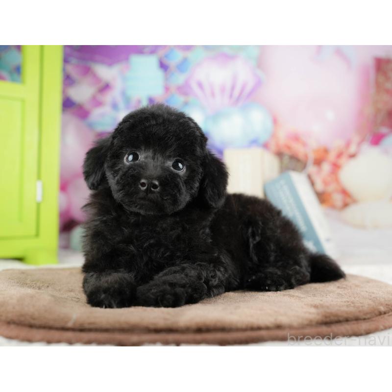 販売中の千葉県のトイプードル-422922の8枚目