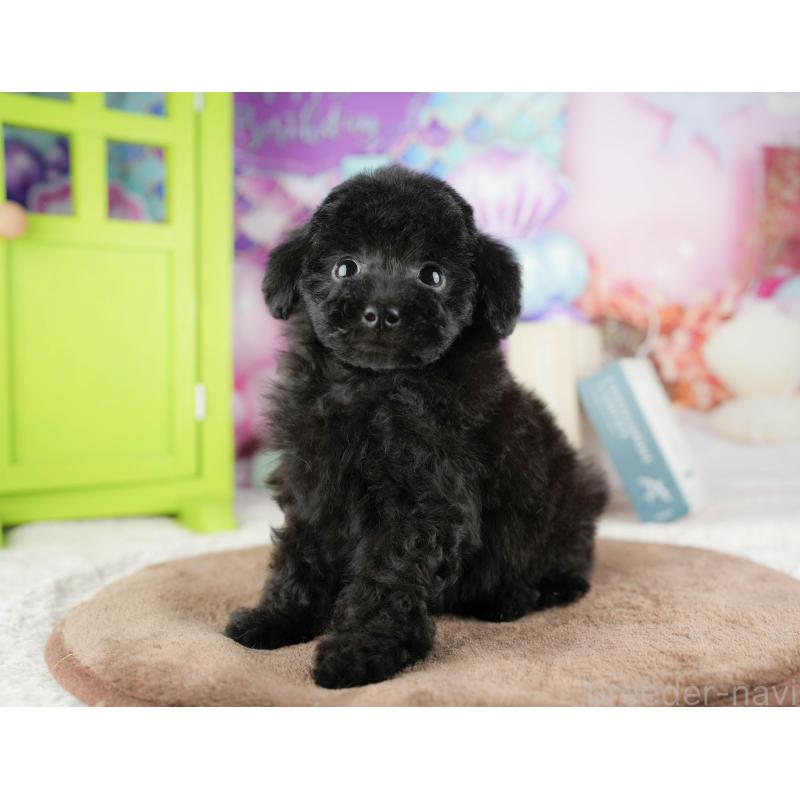 販売中の千葉県のトイプードル-422922の7枚目