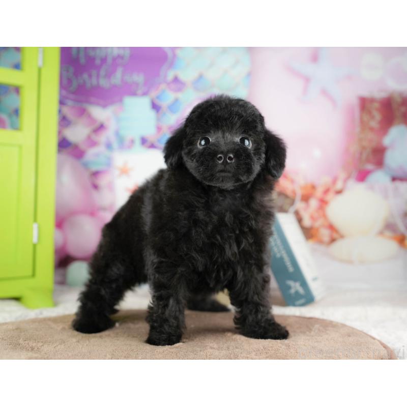 販売中の千葉県のトイプードル-422922の3枚目