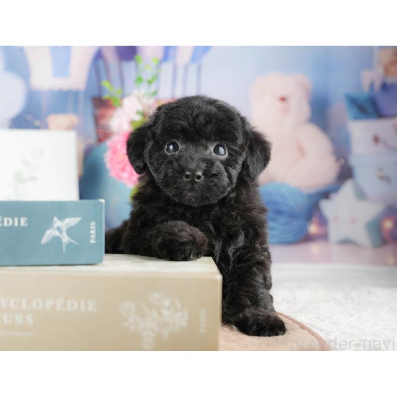 商談中の千葉県のトイプードル-422920の1枚目