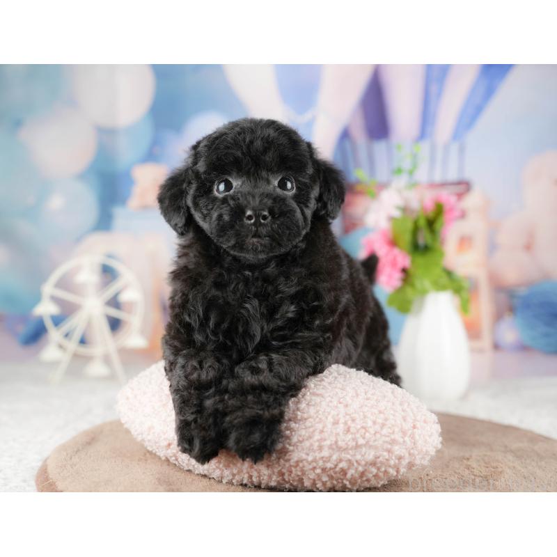 商談中の千葉県のトイプードル-422920の11枚目