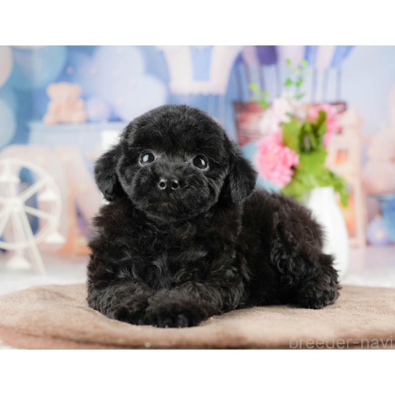 商談中の千葉県のトイプードル-422920の10枚目