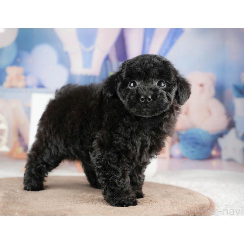 商談中の千葉県のトイプードル-422920の8枚目