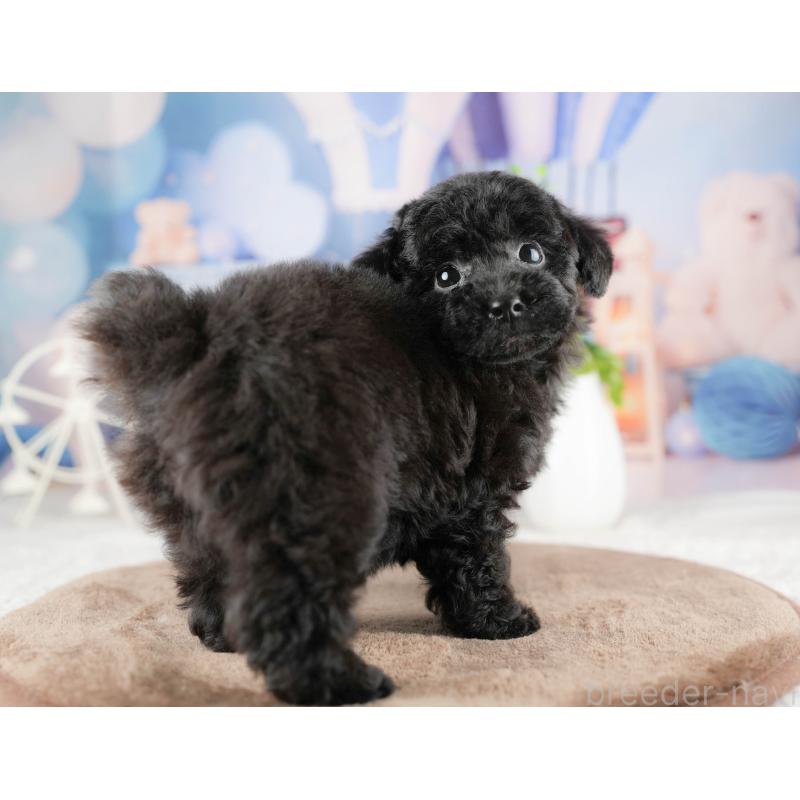 商談中の千葉県のトイプードル-422920の7枚目