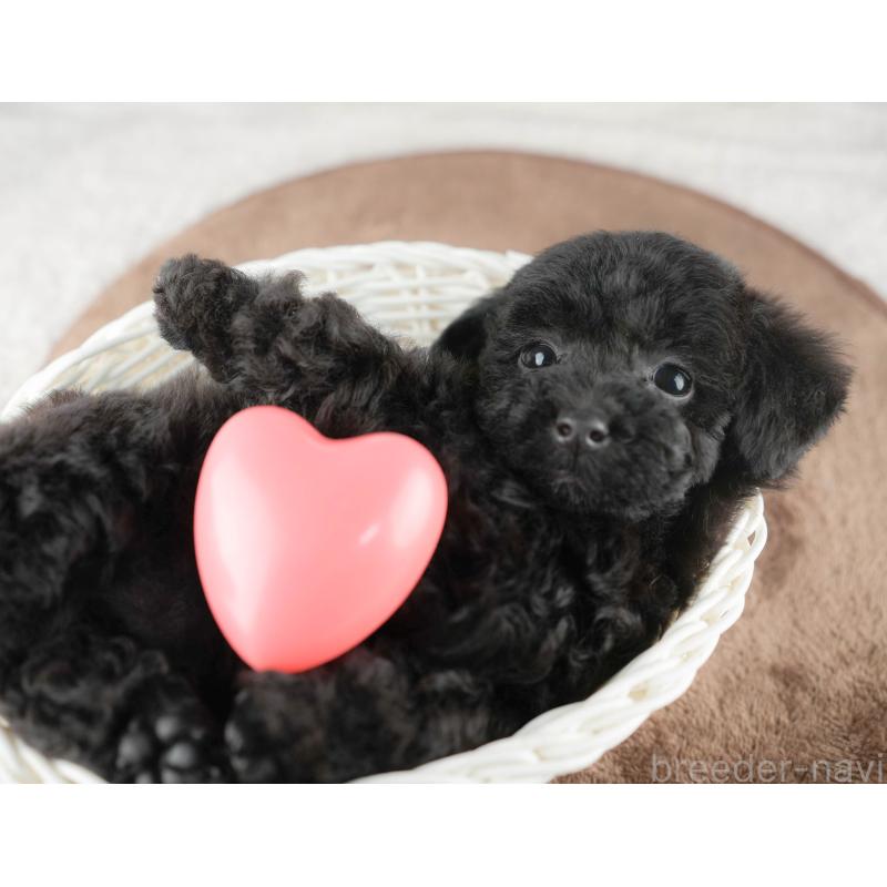 商談中の千葉県のトイプードル-422920の5枚目