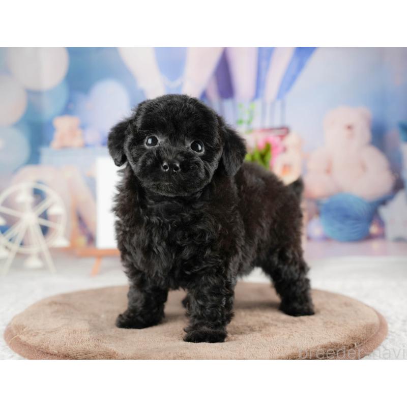 商談中の千葉県のトイプードル-422920の3枚目