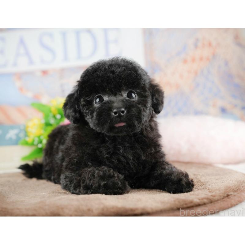 販売中の千葉県のトイプードル-422919の11枚目