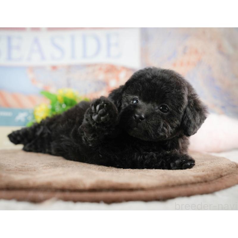 販売中の千葉県のトイプードル-422919の10枚目