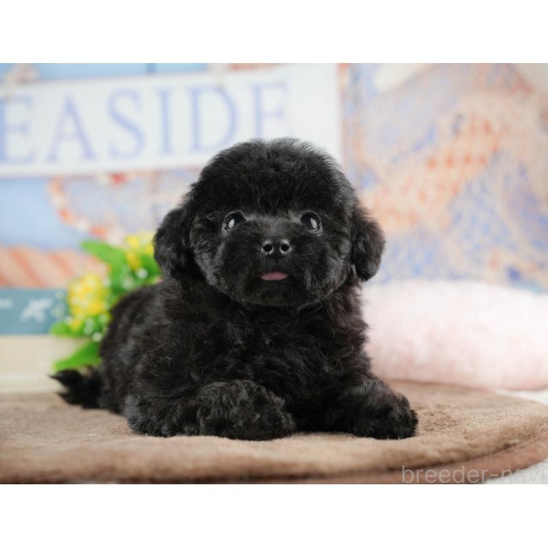 販売中の千葉県のトイプードル-422919の9枚目